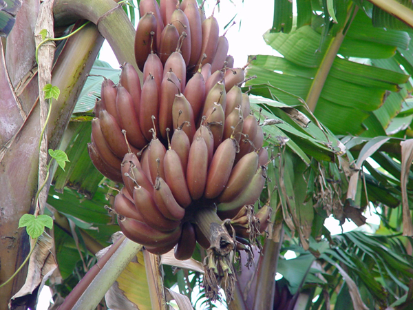 20种不常见但很好吃的怪异水果,非洲角瓜绝对是吃货的追求--置顶表情